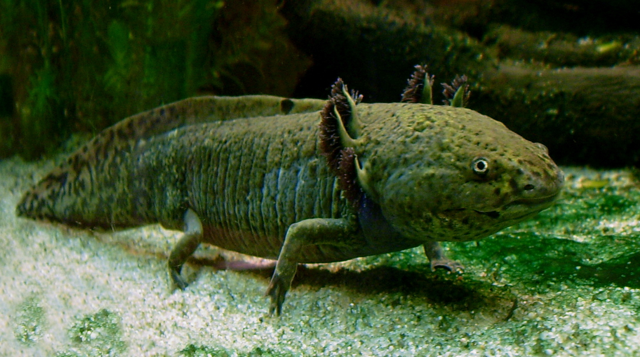 Axolotl Salamander